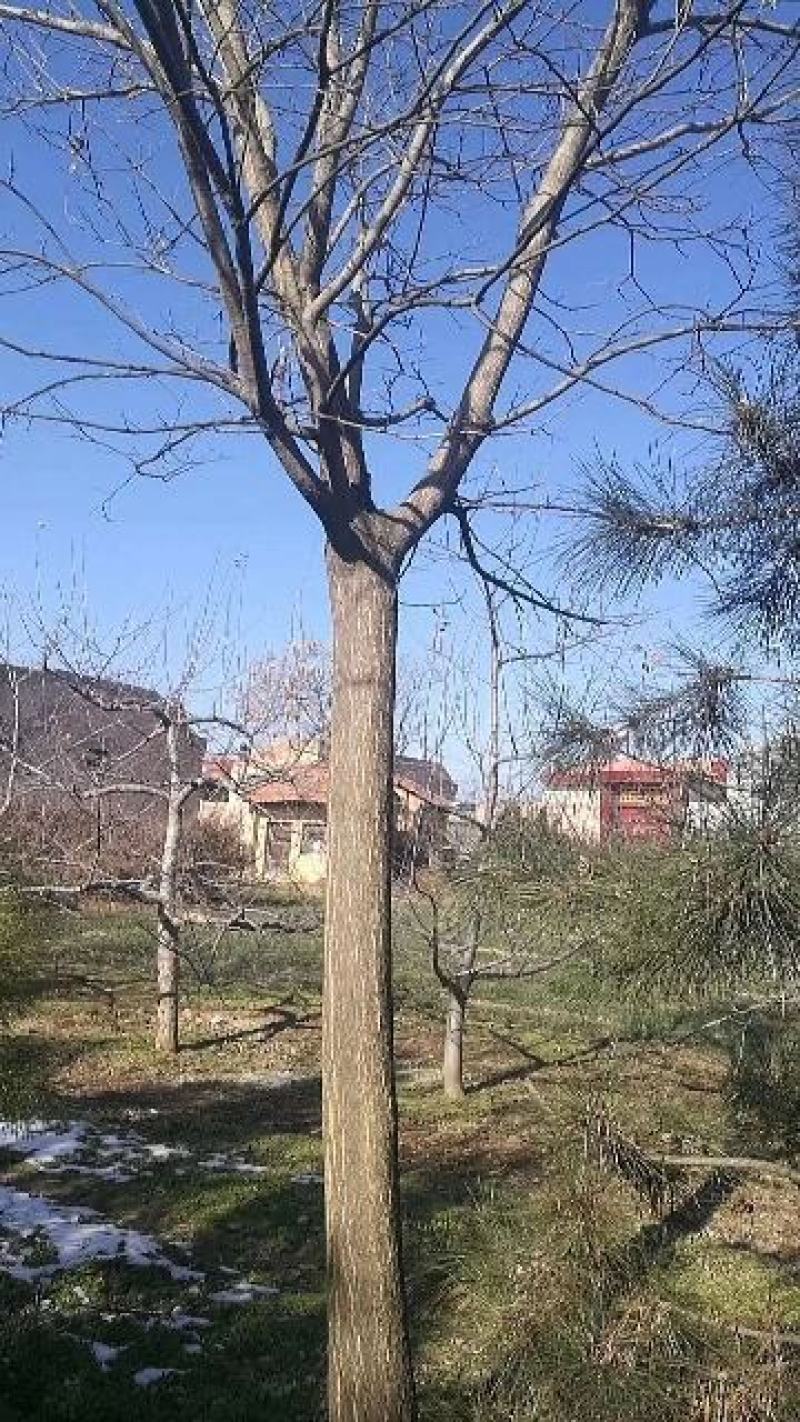 八到十八公分国槐杆直冠圆，老品种高海拔旱地苗