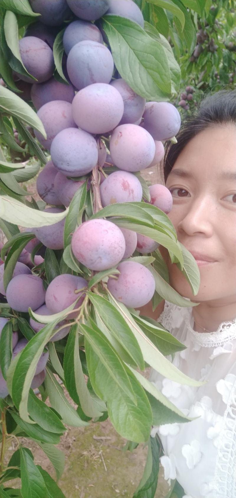 四川脆红李子苗晚熟脱骨李子苗红脆李子苗基地直发保湿发货！