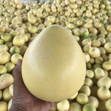 大量三红蜜柚现货供应中……