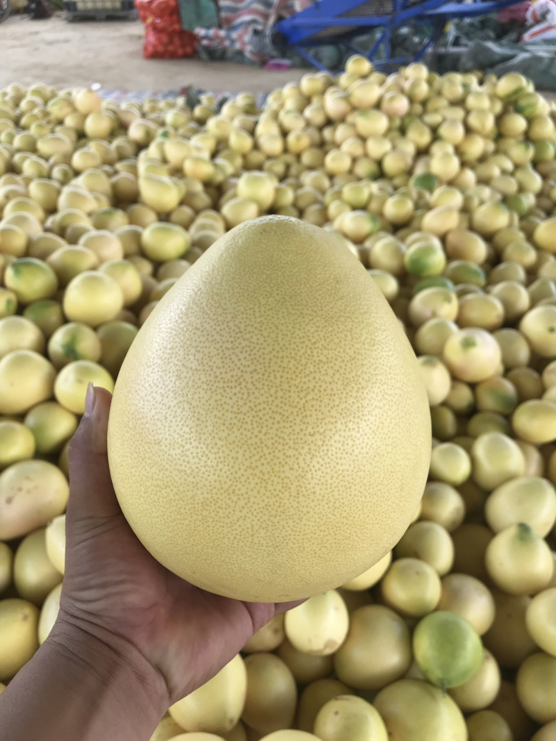 大量三红蜜柚现货供应中……