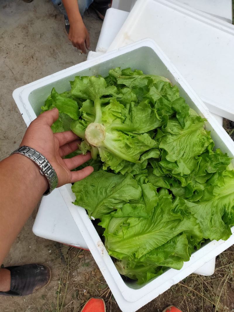 精品(生菜)产地直发现货供应欢迎选购！