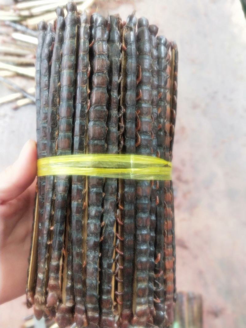 供应蜈蚣优质货源量大优惠