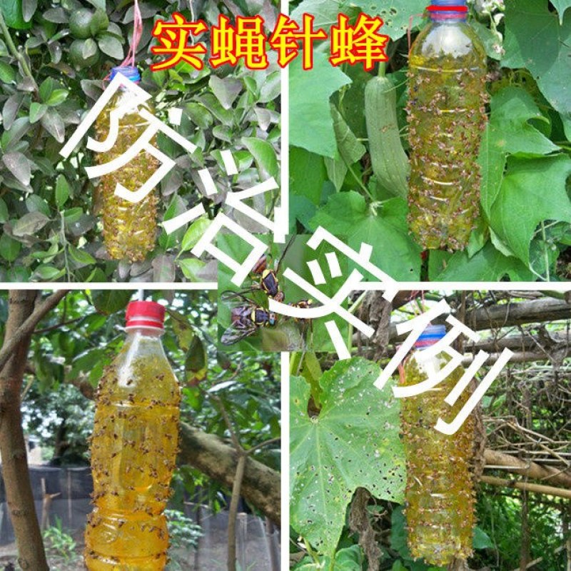 [一件代发]瓜果实蝇针蜂诱粘剂昆虫诱捕剂杀果蝇药粘胶诱黏