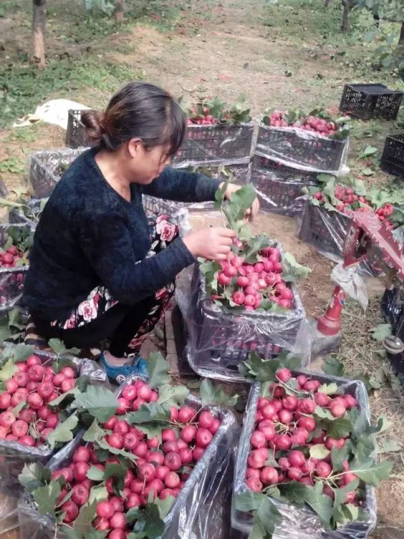 回购率高敞口大五棱山楂上市，基地直发，视频看货，对接市场