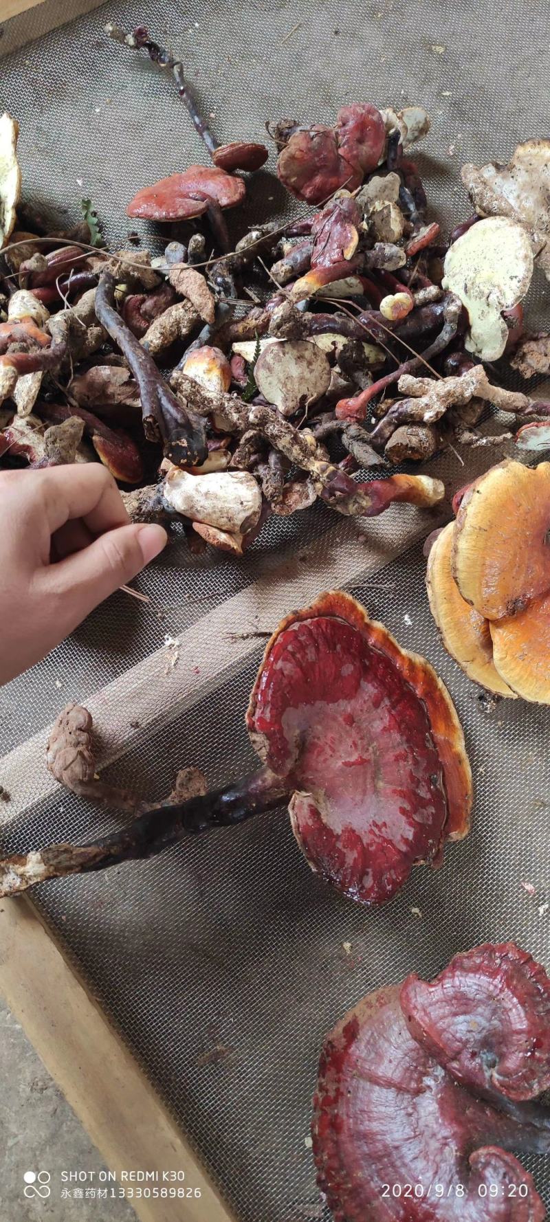云南野生灵芝新货上市