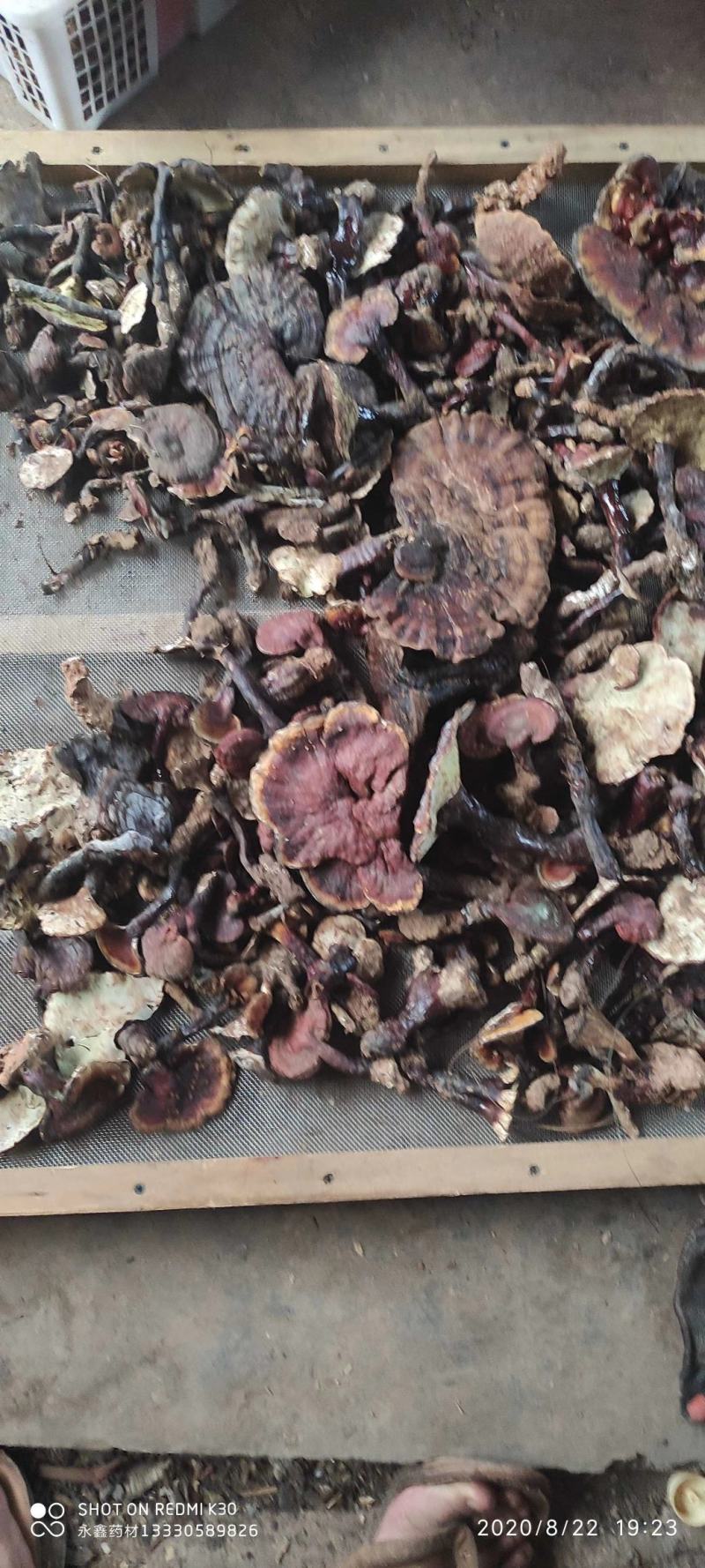 云南野生灵芝新货上市