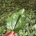 桑叶颗粒2025年桑叶茶颗粒山东桑叶茶加工厂