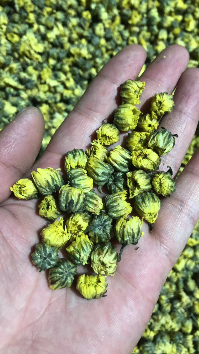 胎菊新北京菊甘菊花茶菊花茶