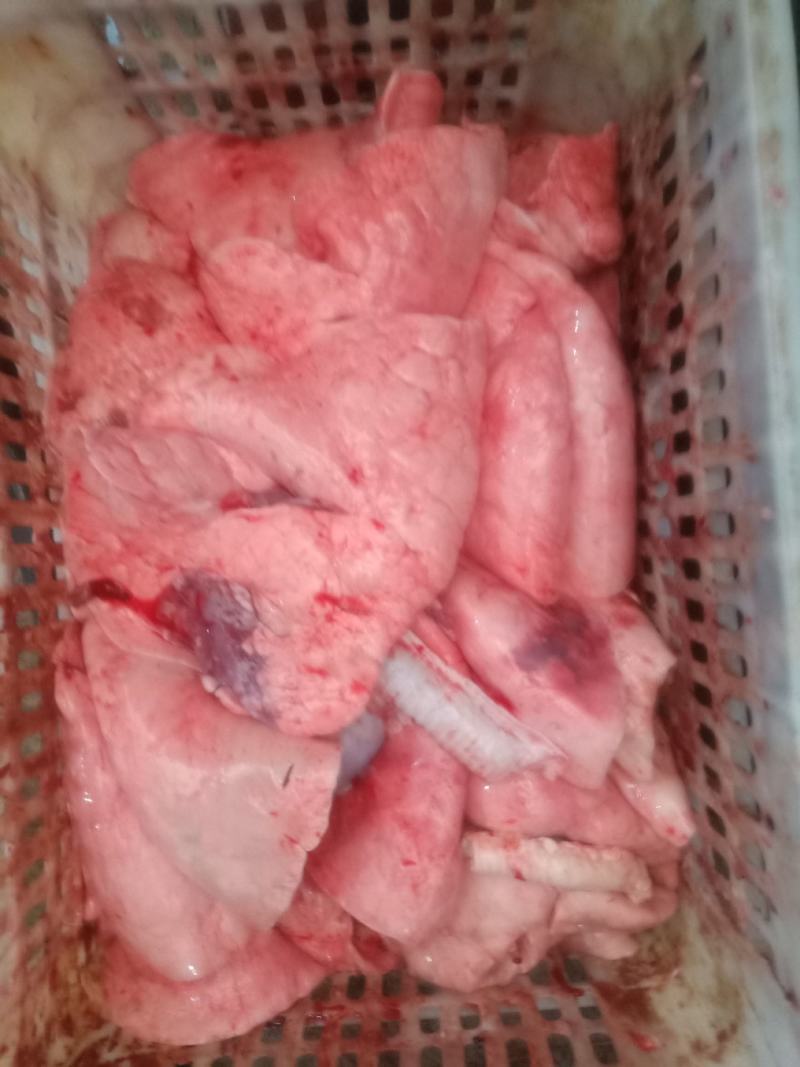 羊肝，羔羊羊肝，干干净净的，箱包装，袋包装大量走货