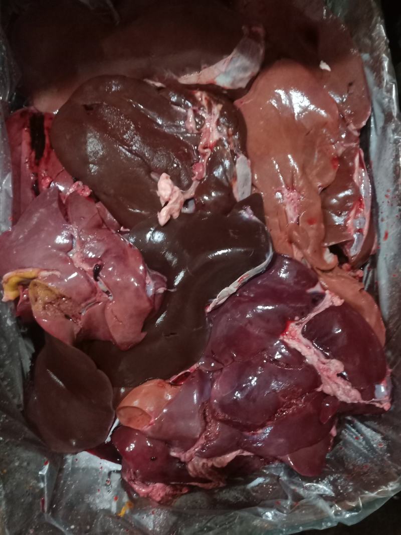 羊肝，羔羊羊肝，干干净净的，箱包装，袋包装大量走货