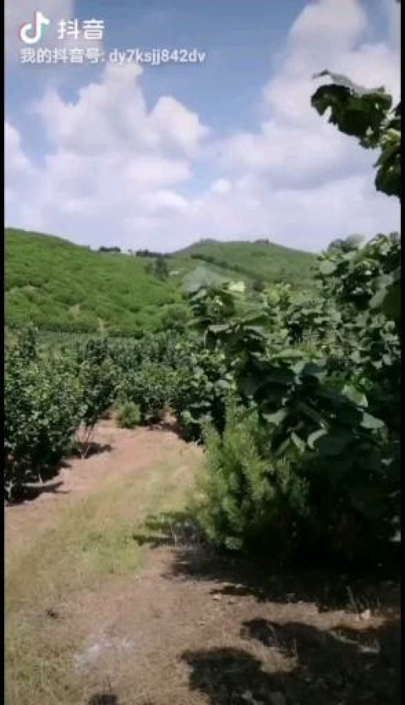 熟榛子，大榛子，自己家大榛子平欧榛子批发榛子原味榛子货源