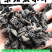 木耳特级东北黑木耳东北特产泡发率高营养丰富