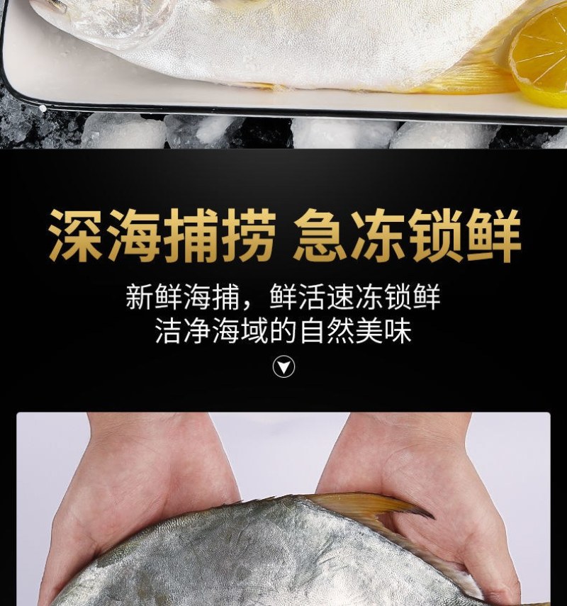 海捕速冻金鲳鱼5斤新鲜冷冻金鲳鱼海鲜水产多省包邮坏单包赔