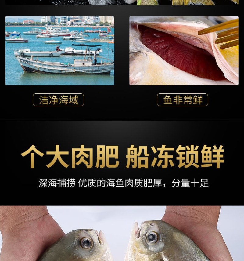 海捕速冻金鲳鱼5斤新鲜冷冻金鲳鱼海鲜水产多省包邮坏单包赔