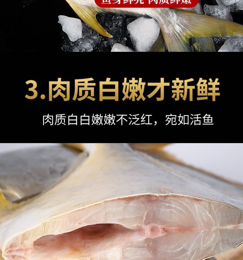 海捕速冻金鲳鱼5斤新鲜冷冻金鲳鱼海鲜水产多省包邮坏单包赔