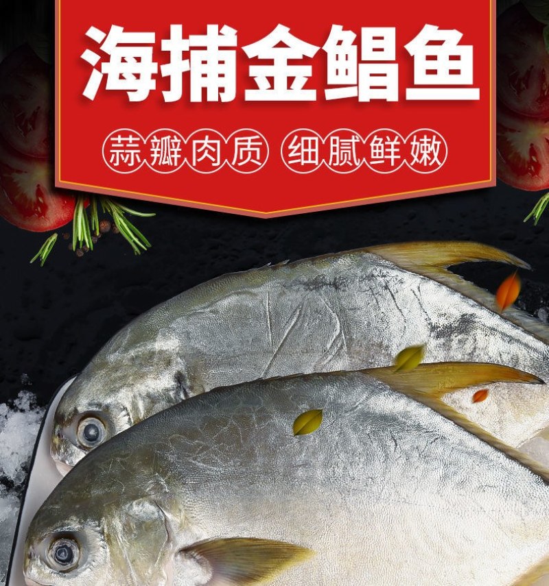 海捕速冻金鲳鱼5斤新鲜冷冻金鲳鱼海鲜水产多省包邮坏单包赔