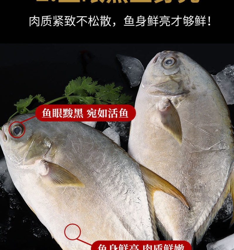 海捕速冻金鲳鱼5斤新鲜冷冻金鲳鱼海鲜水产多省包邮坏单包赔