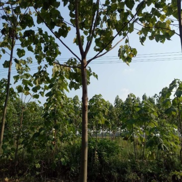 河南千亩泡桐基地供应泡桐3-10公分有量，栾树10公分