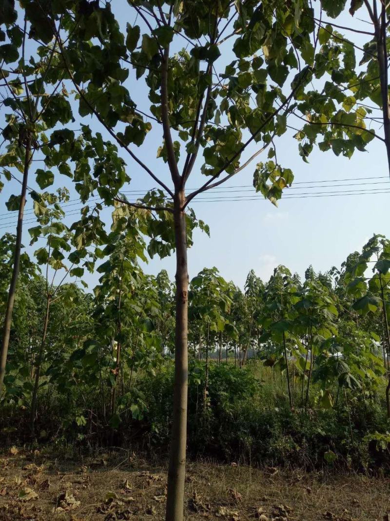 河南千亩泡桐基地供应泡桐3-10公分有量，栾树10公分