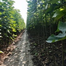 李军金丝楸树基地供应3公分楸树10万棵专业供应:楸树，