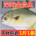 海捕速冻金鲳鱼5斤新鲜冷冻金鲳鱼海鲜水产多省包邮坏单包赔