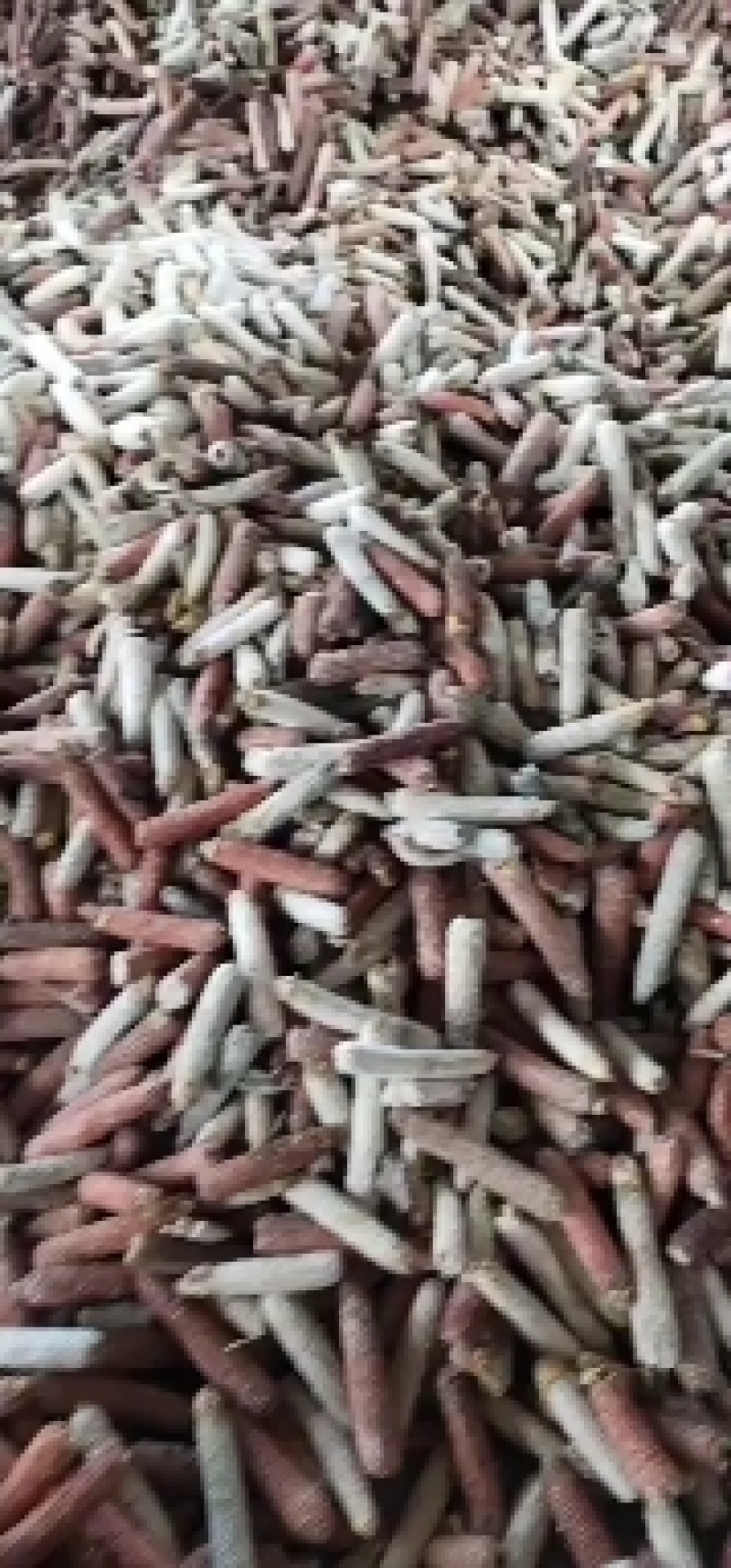 玉米芯玉米芯