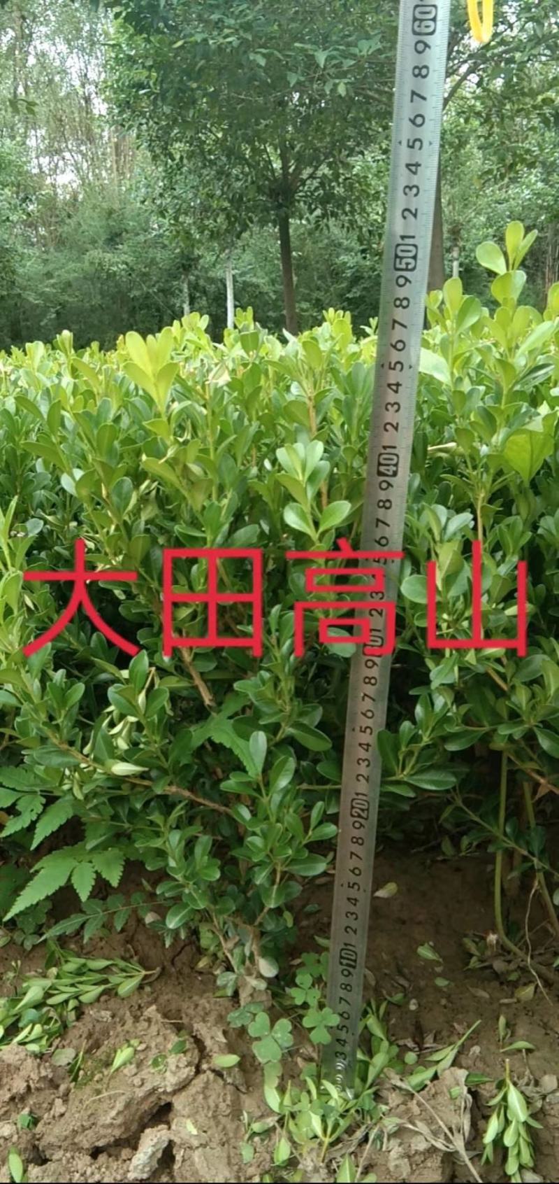小叶黄杨.........