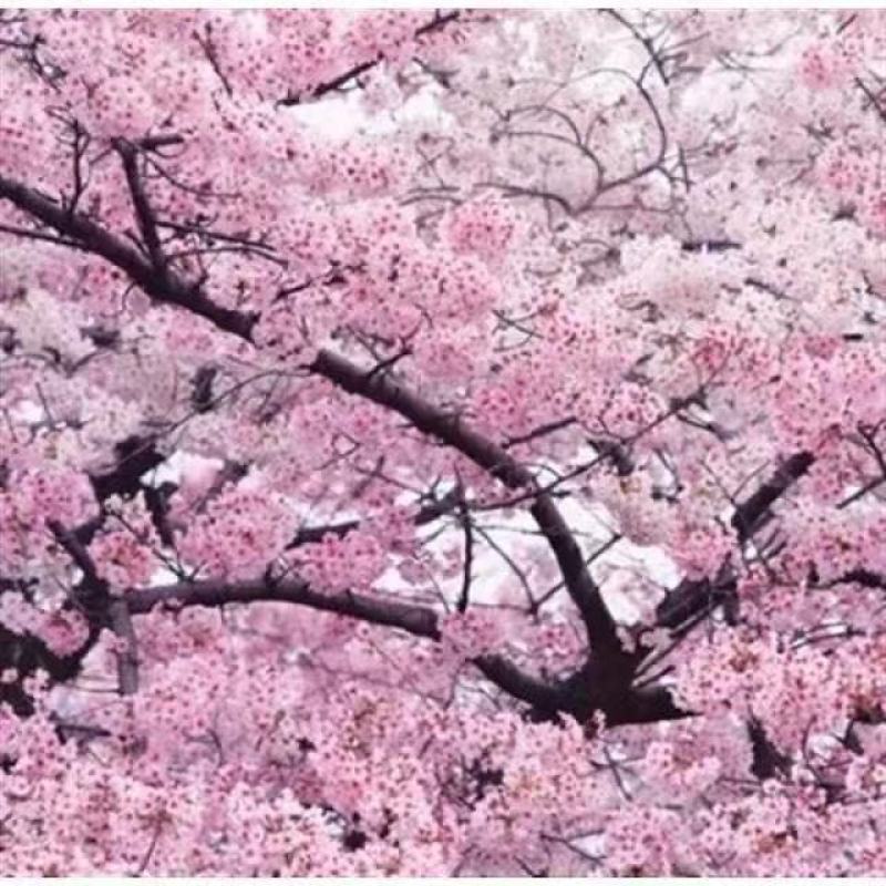 新采樱花种子日本樱花山樱种子草樱种子樱花树种子晚樱花树种