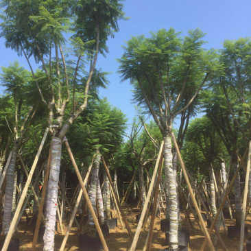 大量供应蓝花楹5公分到15分光杆货和骨架货