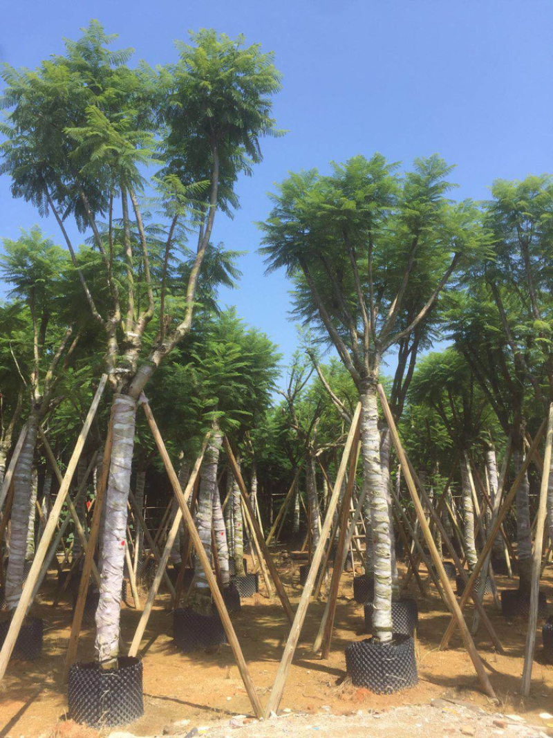 大量供应蓝花楹5公分到15分光杆货和骨架货