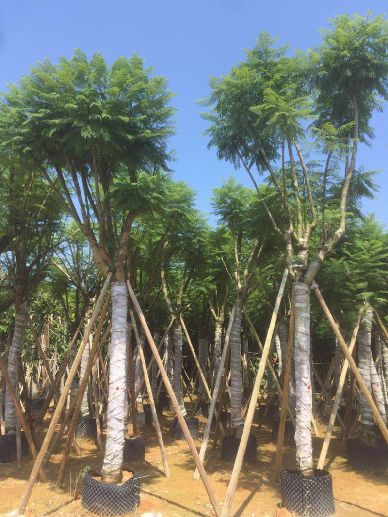 大量供应蓝花楹5公分到15分光杆货和骨架货