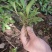 马兰头种苗盆栽多年生鸡儿肠供应野菜鸡儿肠田边菊紫菊螃蜞头