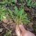 马兰头种苗盆栽多年生鸡儿肠供应野菜鸡儿肠田边菊紫菊螃蜞头