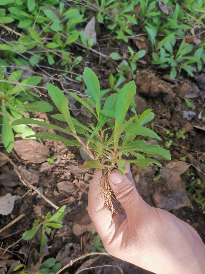 马兰头种苗盆栽多年生鸡儿肠供应野菜鸡儿肠田边菊紫菊螃蜞头