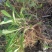 马兰头种苗盆栽多年生鸡儿肠供应野菜鸡儿肠田边菊紫菊螃蜞头