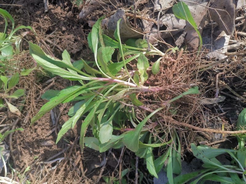 马兰头种苗盆栽多年生鸡儿肠供应野菜鸡儿肠田边菊紫菊螃蜞头