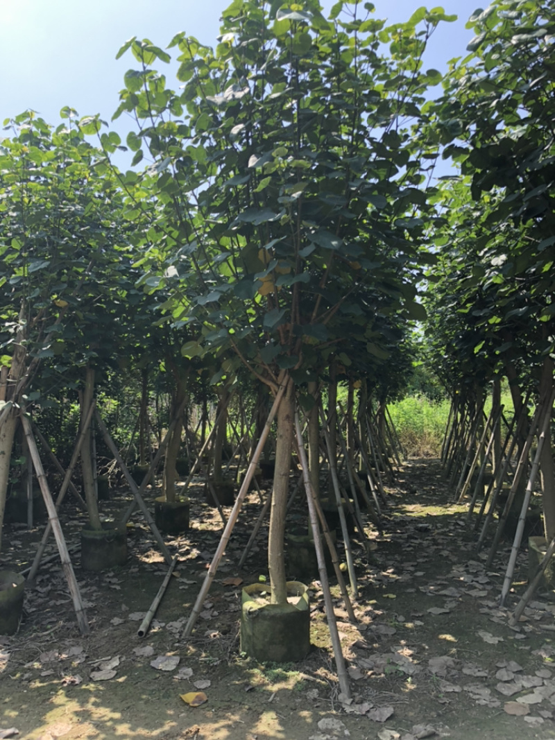 大量供应黄槿5公分到15公分，光杆货和骨架货