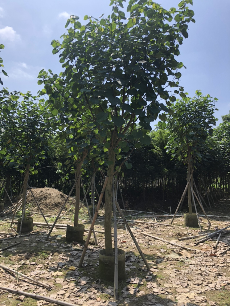 大量供应黄槿5公分到15公分，光杆货和骨架货