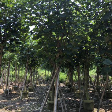 大量供应黄槿5公分到15公分，光杆货和骨架货