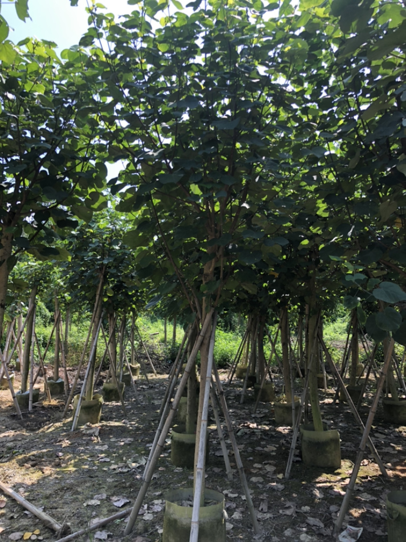 大量供应黄槿5公分到15公分，光杆货和骨架货