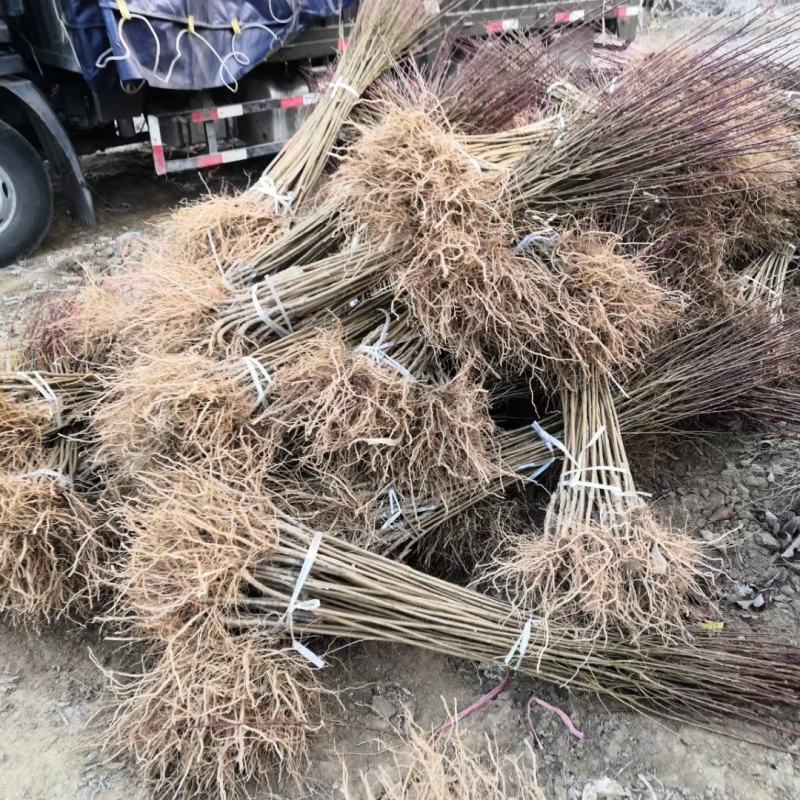 蜂糖李子苗嫁接李子树苗蜂糖李品种纯正