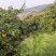 安山海城南果梨大量上市21