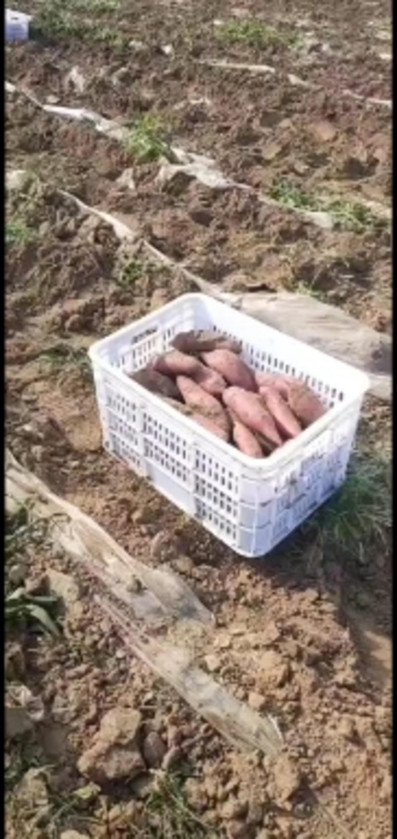 内蒙沙地种植万亩红薯基地，质量好