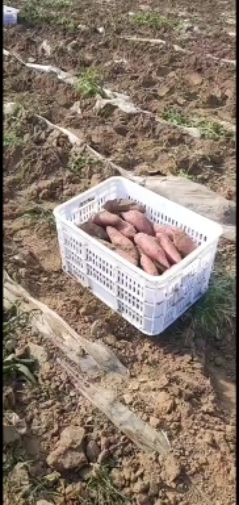 内蒙通辽沙地红薯，干瓤沙甜品质皮毛亮形状好济薯26