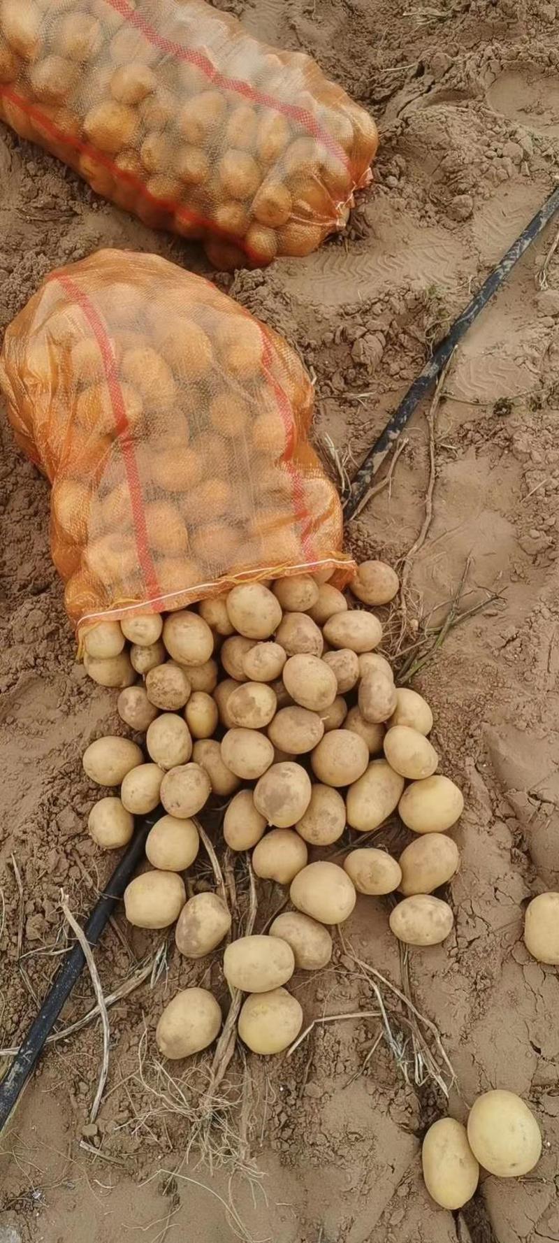 【精品】榆林市精品中货土豆v7直供电商精品，可做种子