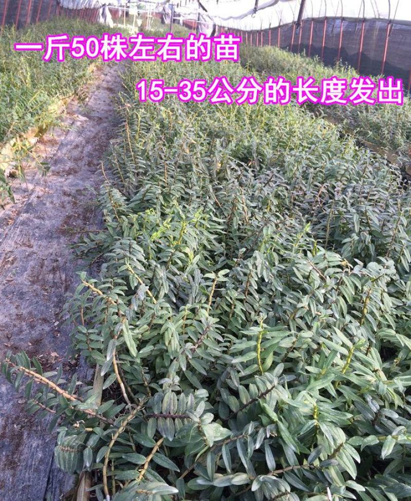 铁皮石斛。驯化苗。包技术。高成活率。好管理。高产量。