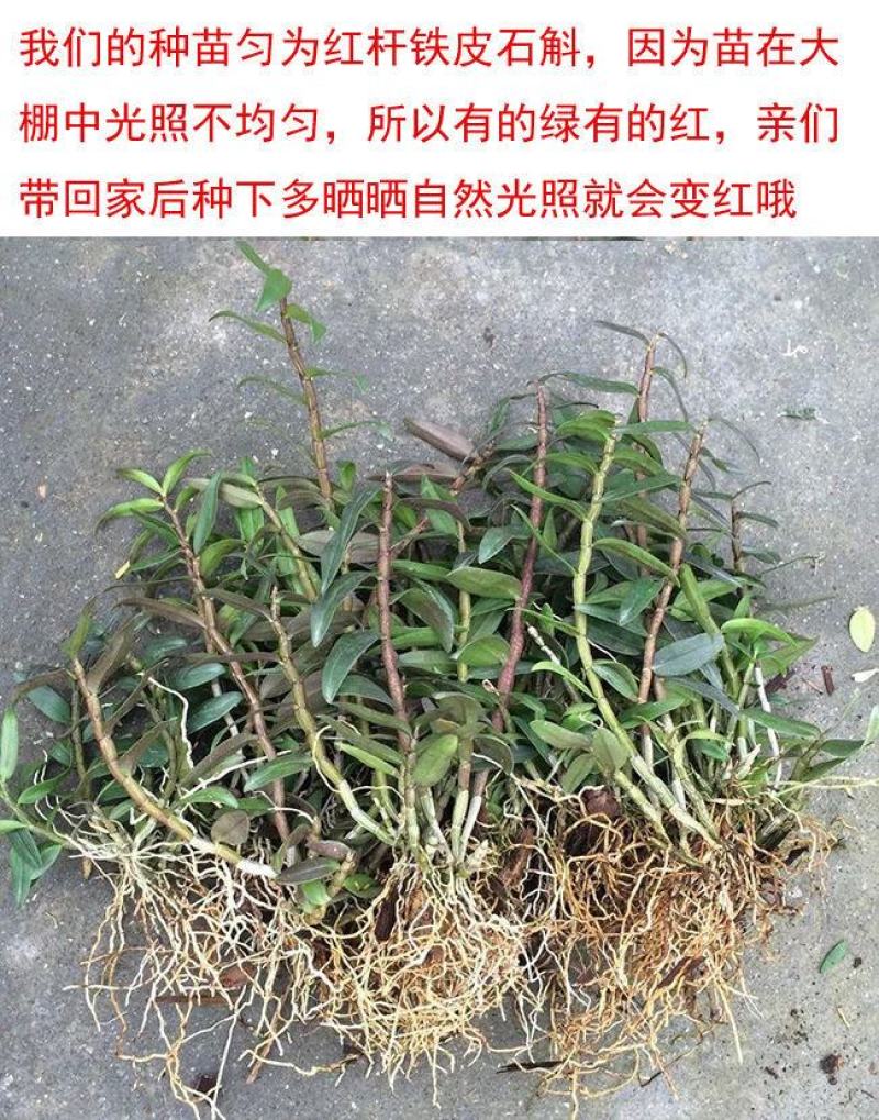 铁皮石斛。驯化苗。包技术。高成活率。好管理。高产量。