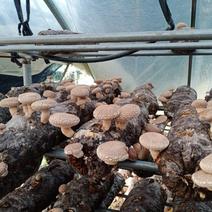 西峡县科达菌种厂生产有香菇菌种，9608/908，5号，
