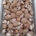 西峡县科达菌种厂生产有香菇菌种，9608/908，5号，