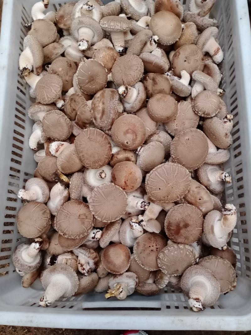 西峡县科达菌种厂生产有香菇菌种，9608/908，5号，